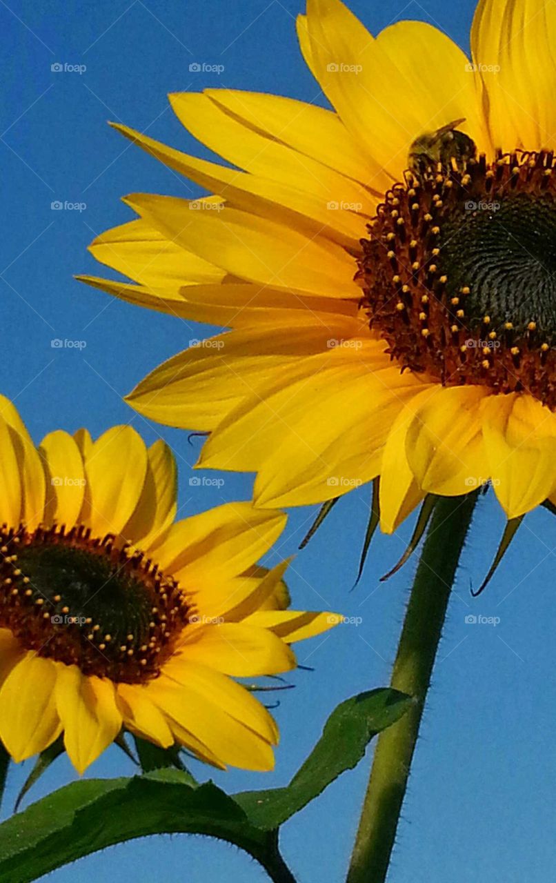 Bee gathering pollen from sunflowers