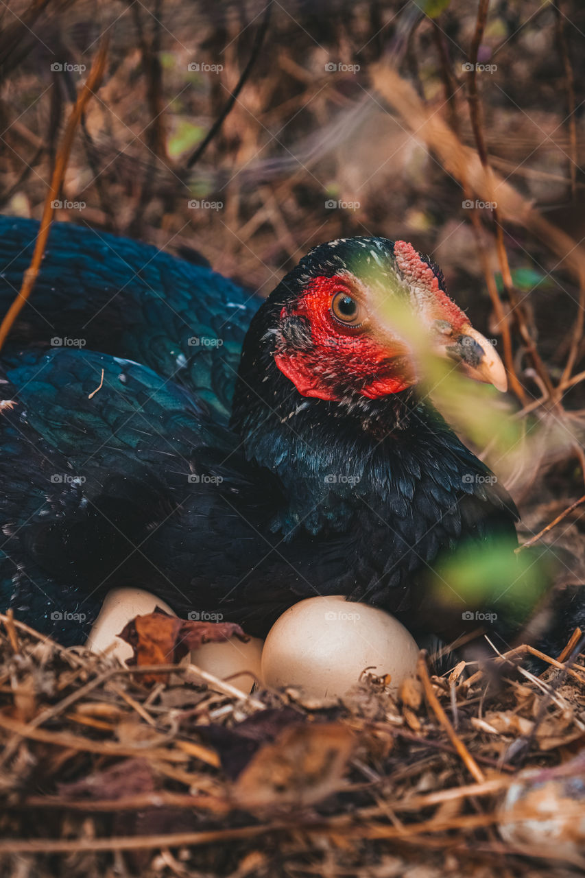 hen incubating eggs
