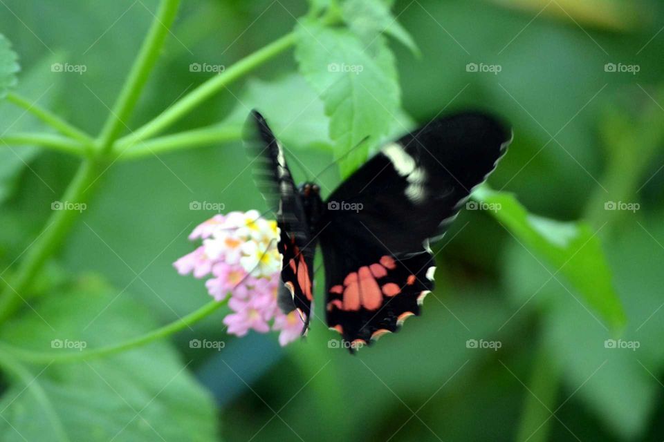 butterfly