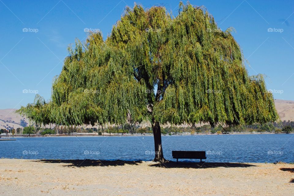 Lake tree