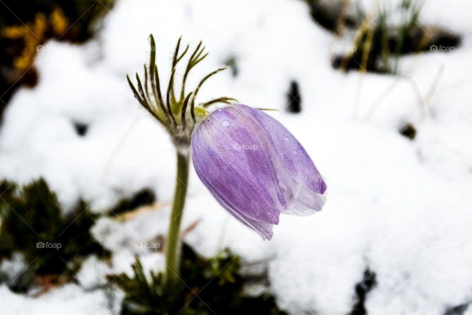 Single stem purple lavender colour flower poking and blooming through the snow, first sign of spring 