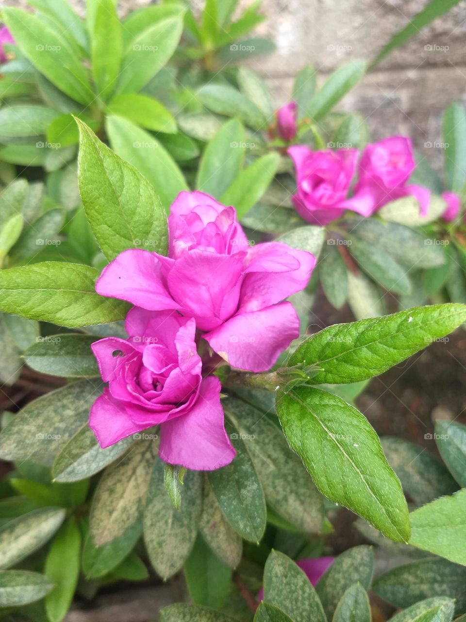 pink flowers and plants