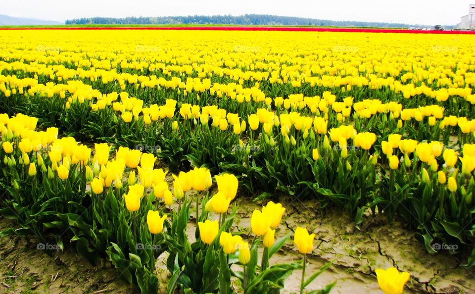 Beautiful view of tulips flowers