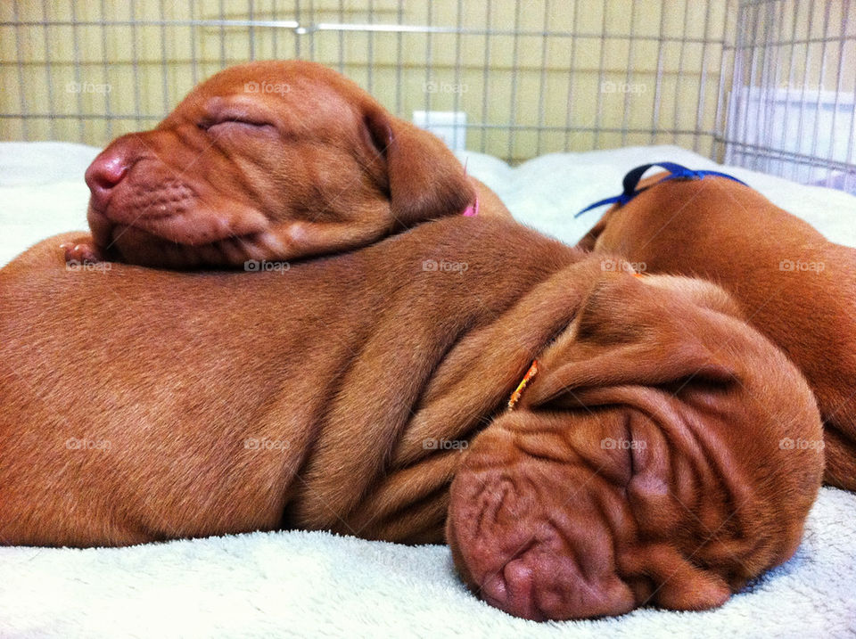 face sleeping love puppy by sbwallace