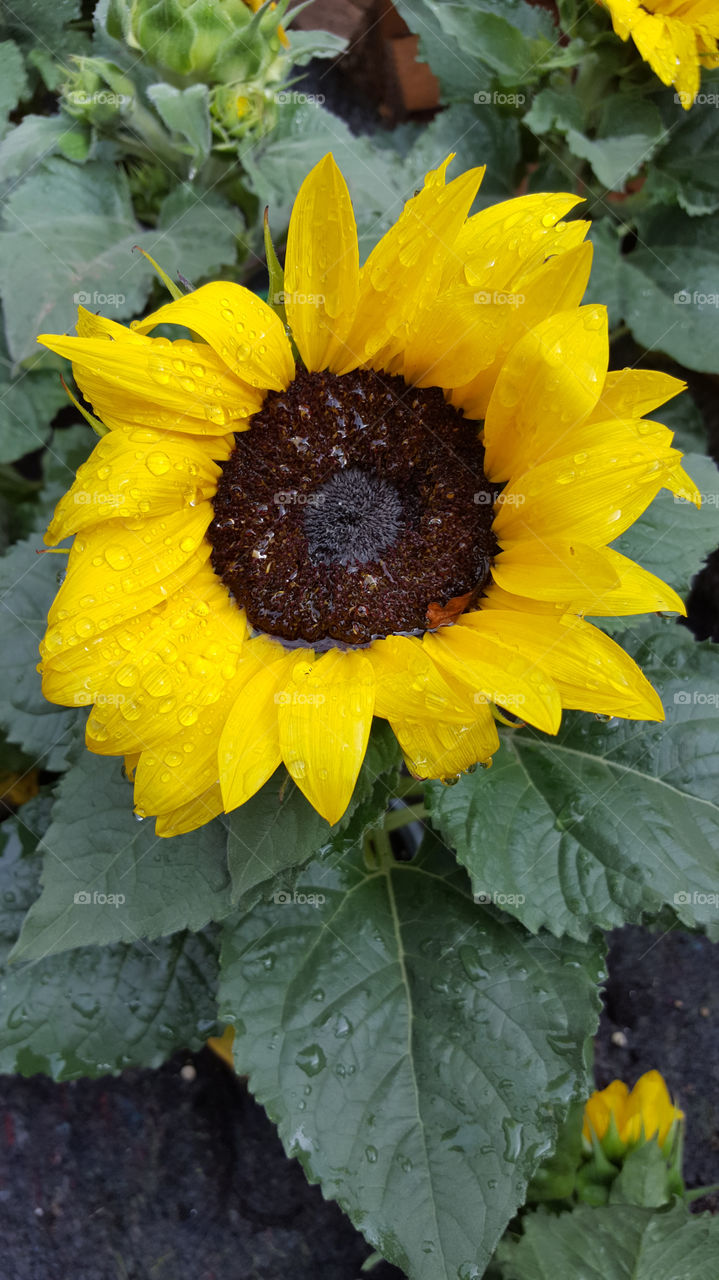 Sunflower brightens up summer rain 