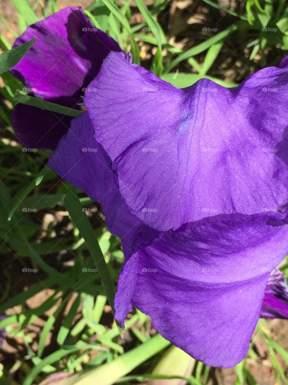 Purple iris flag