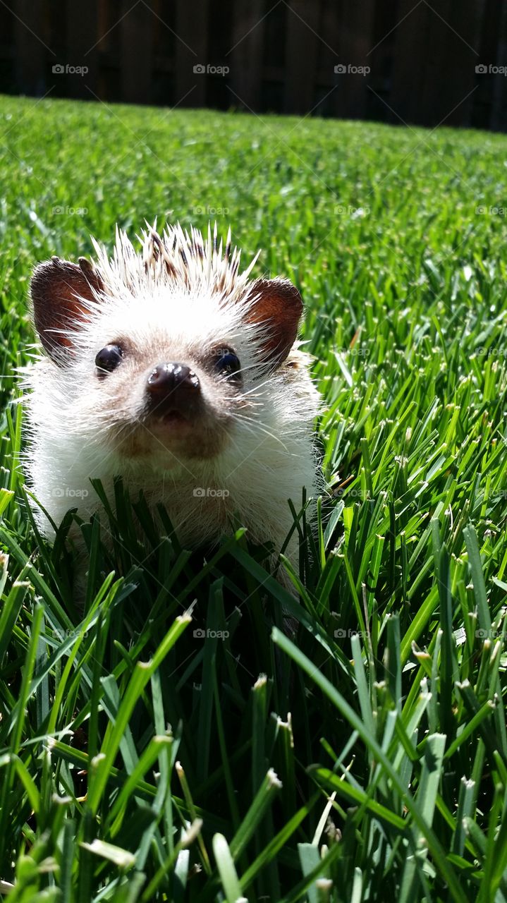 Humble Hedgehog. Marilyn Pearl exploring the outdoors.