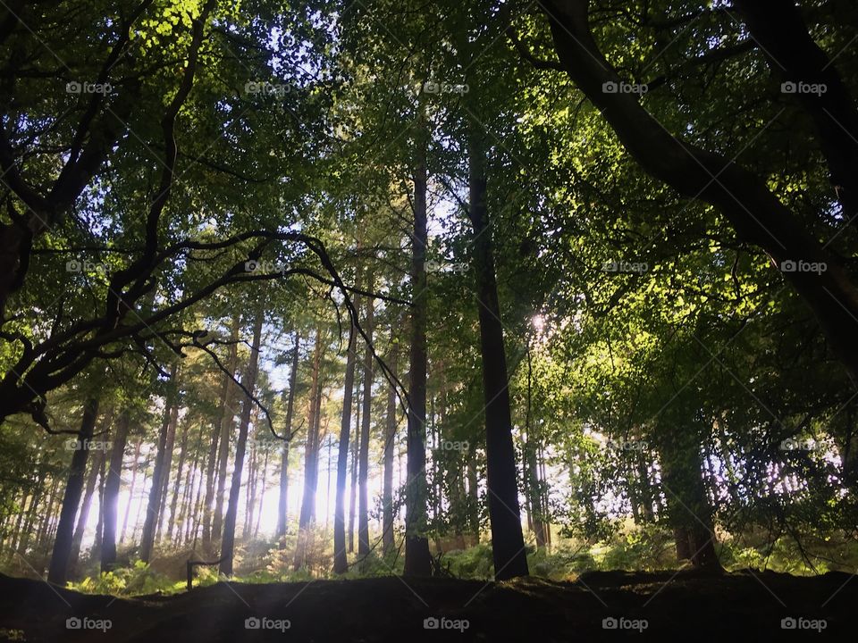 Tree, Wood, Landscape, Park, Environment