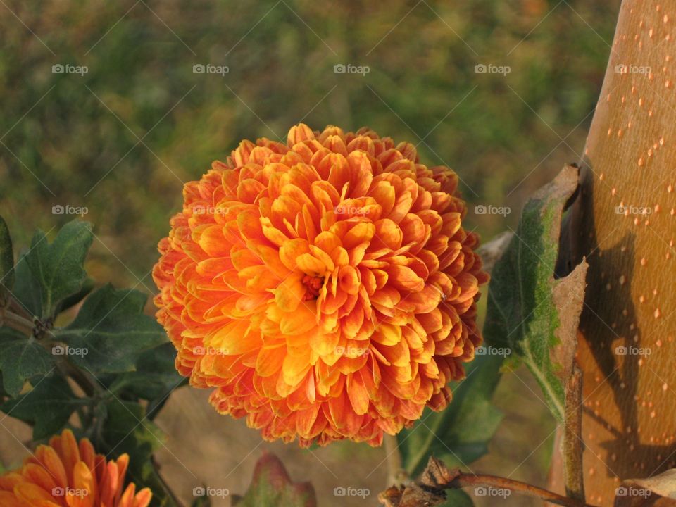 Orange Flower - Kashmir Valley