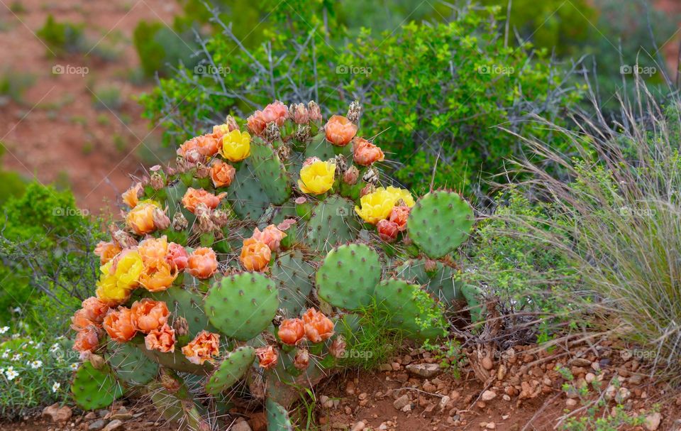 Colorful cactus flower