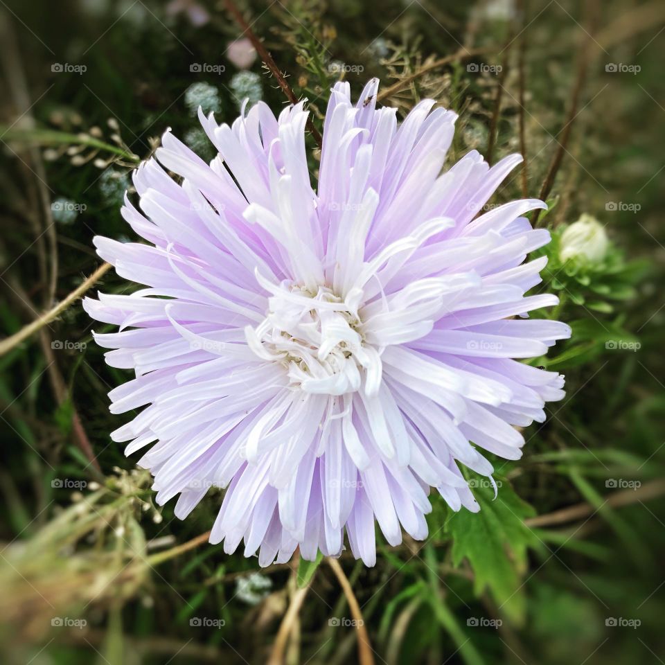 Purple circle flower