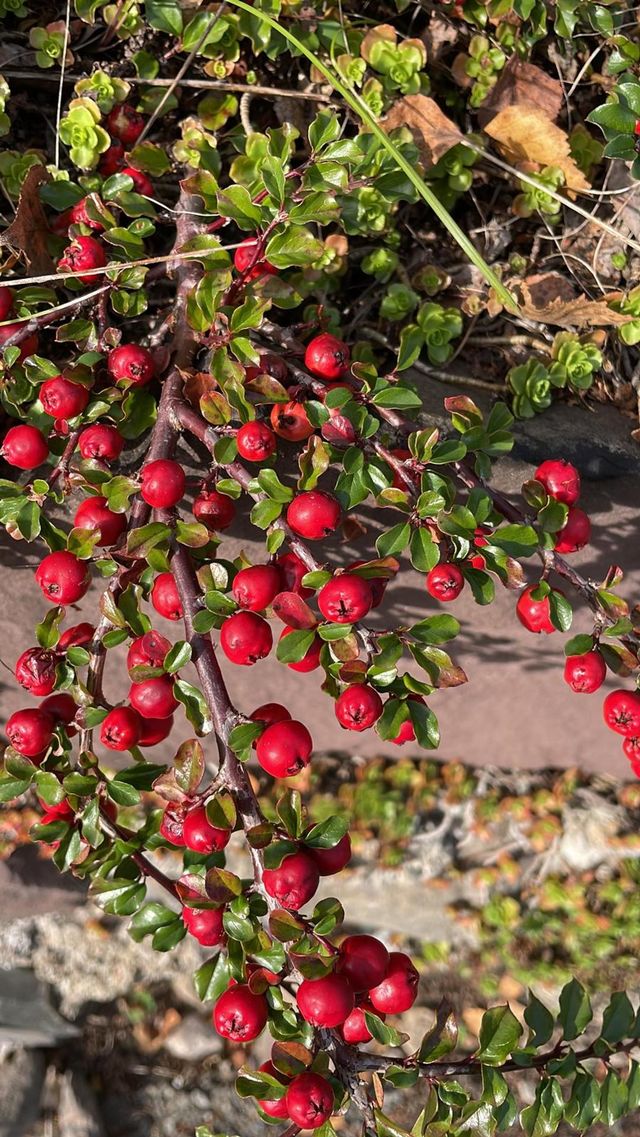 berries
