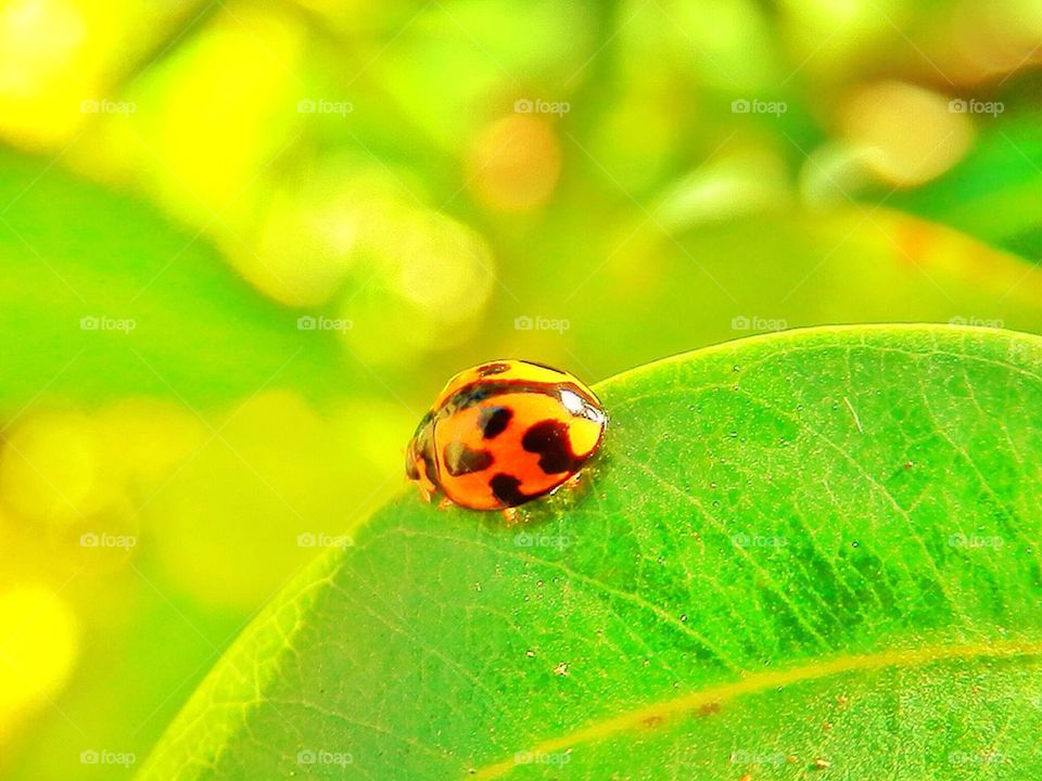 Lady Bird