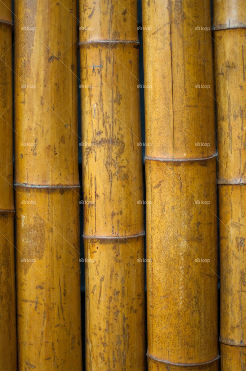 Bamboo