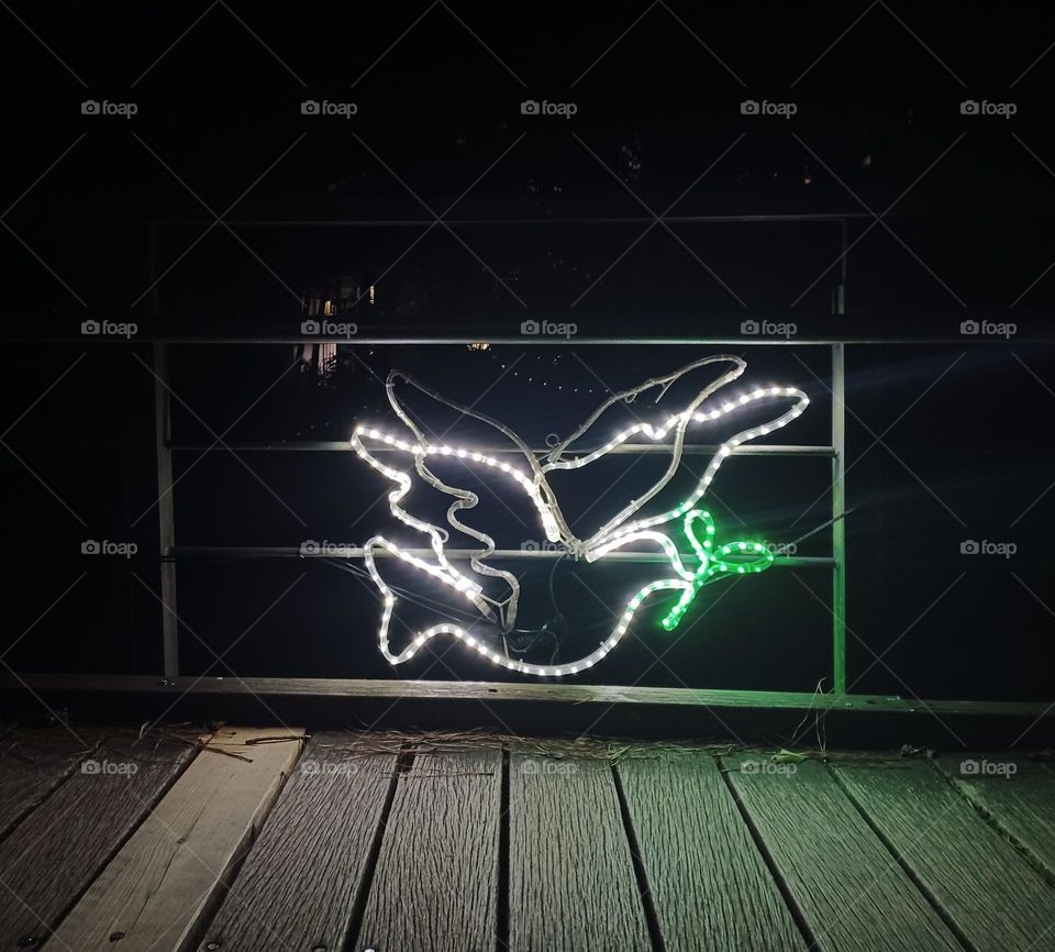 Night photo -- Neon dove in the middle of the night