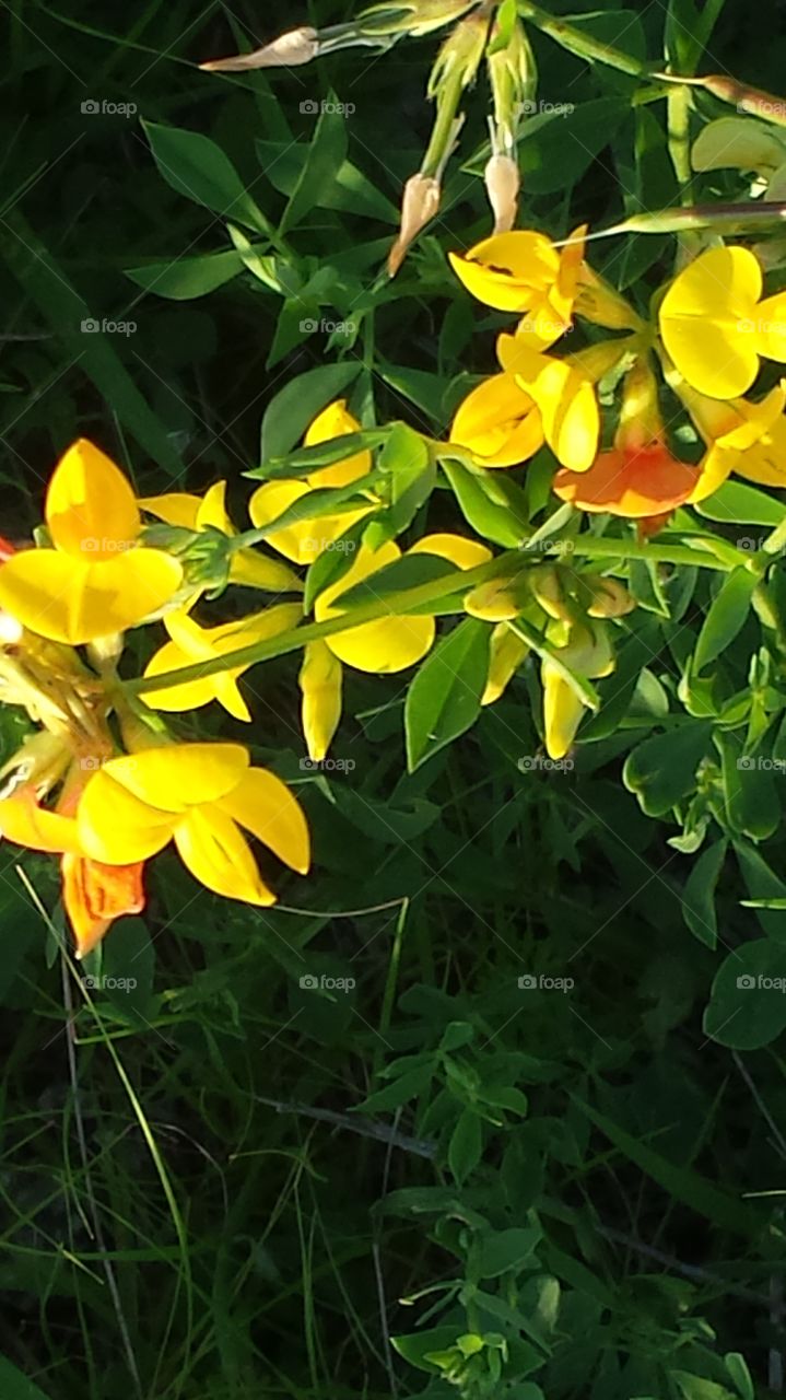 Nature. Summer Wildflowers