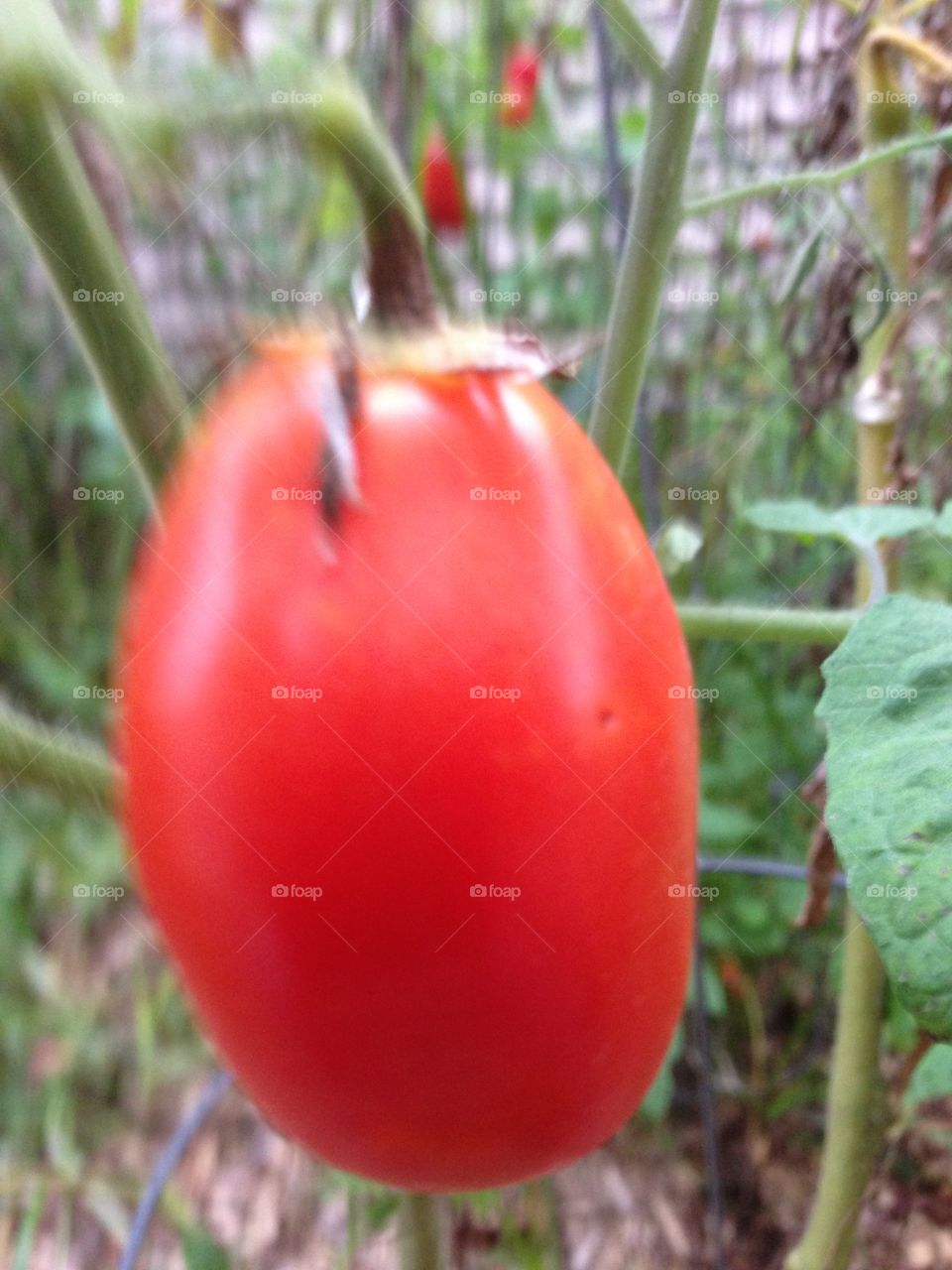 Ripe on the vine. An michigan garden Roma tomatoes ripe on the vine in August 