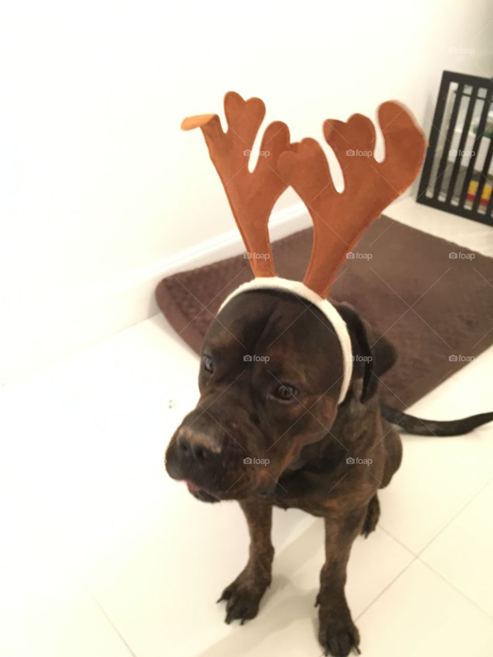 Christmas dog outfit reindeer ears