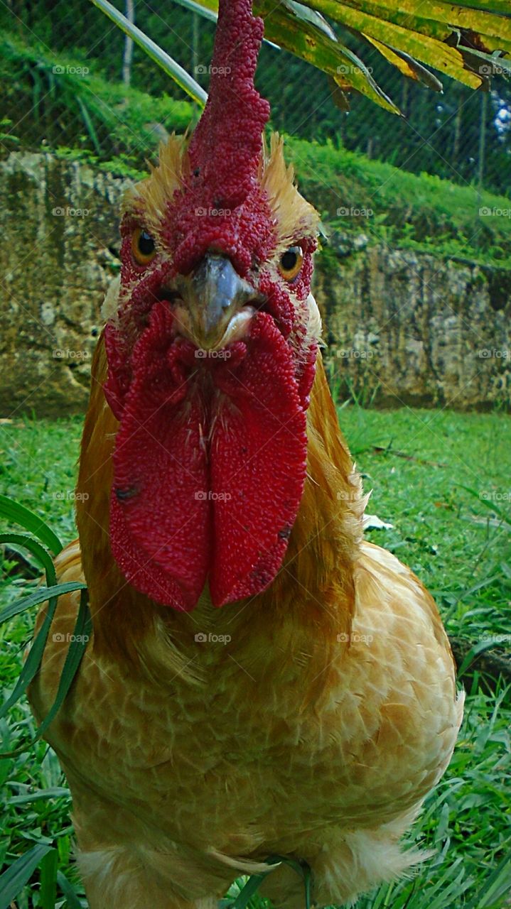 ROOSTER ANIMAL CHICKEN LANDSCAPE