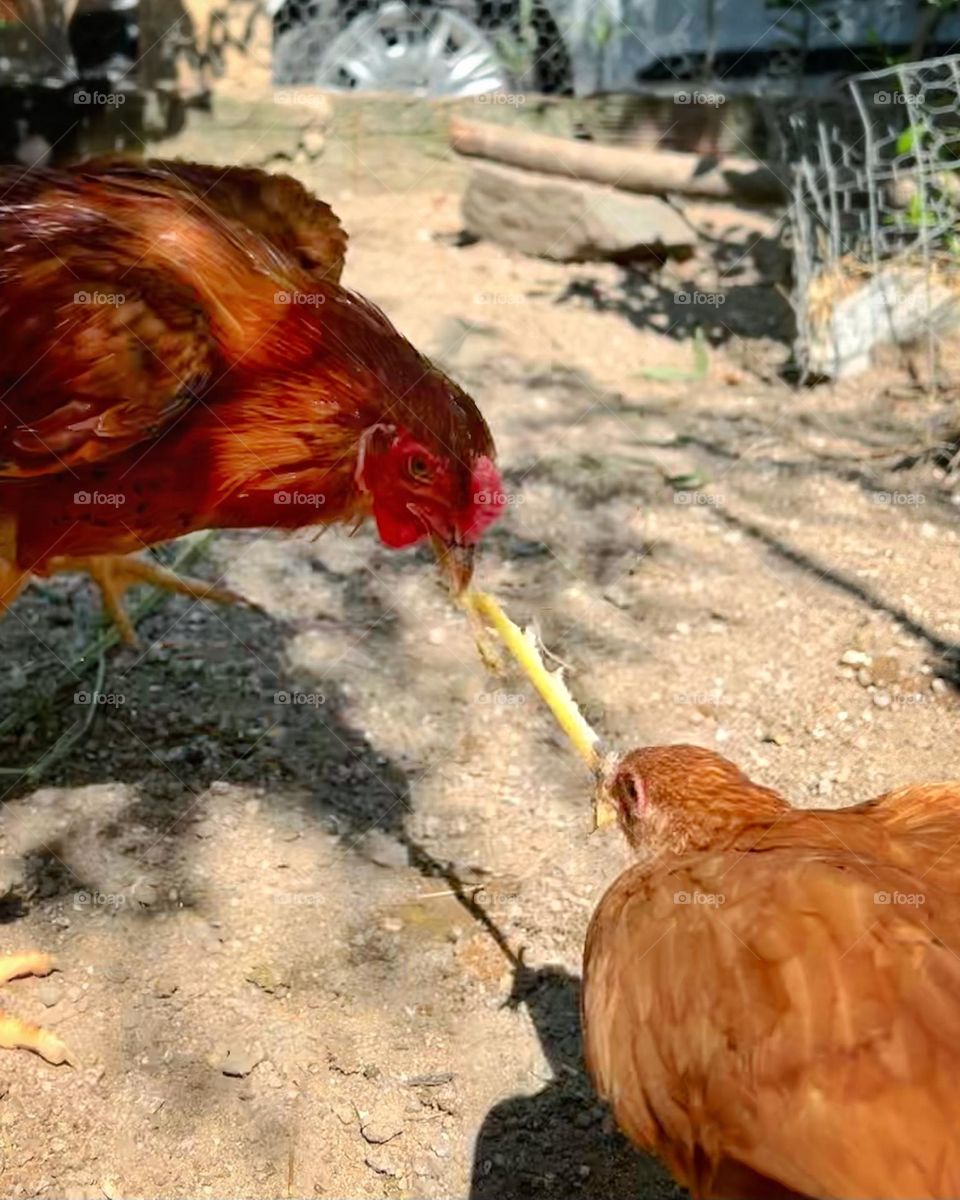 banana peel tug of war