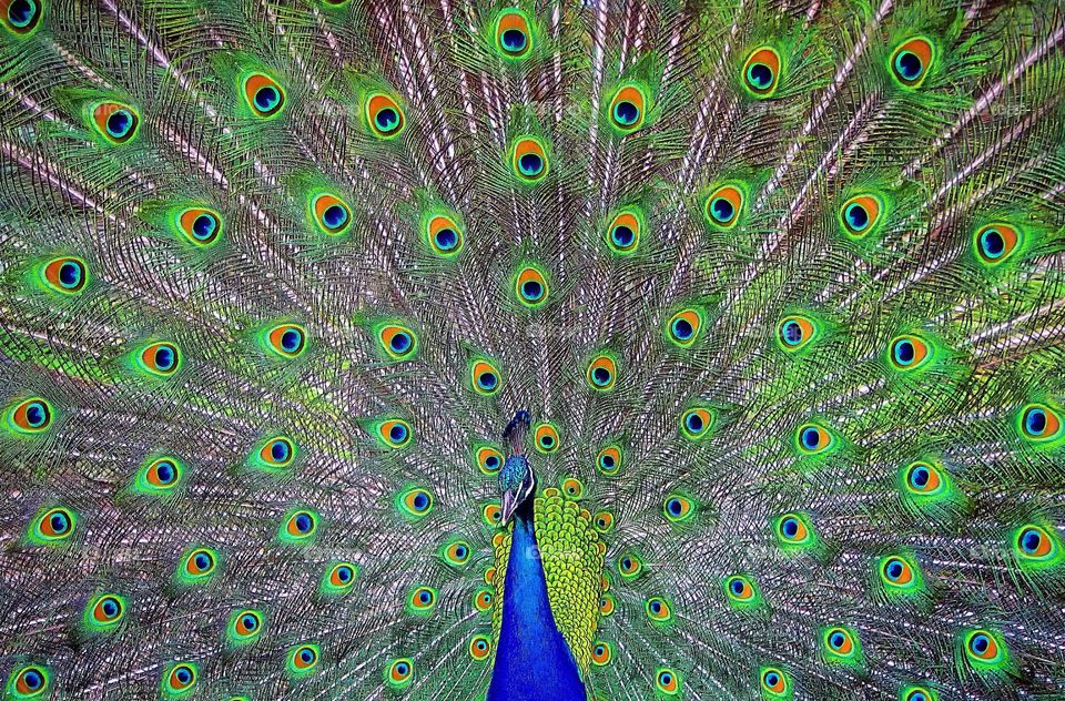 Portrait of beautiful peacock with feathers out