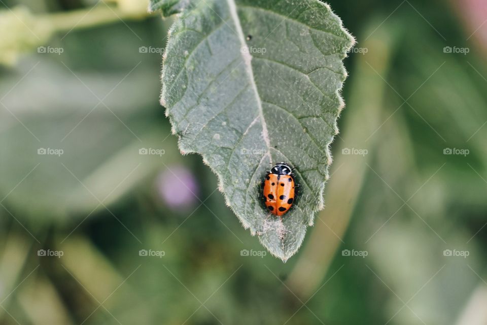 Elevated view of ladybird on leaf