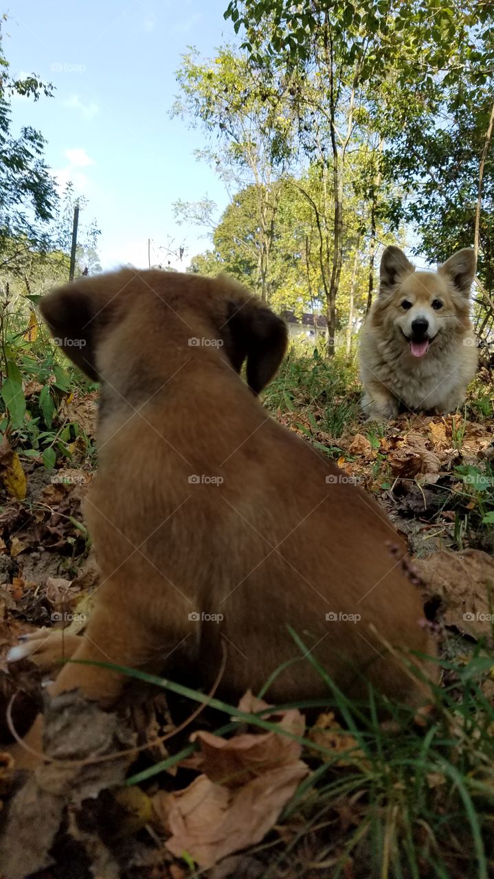 pals playing peekaboo