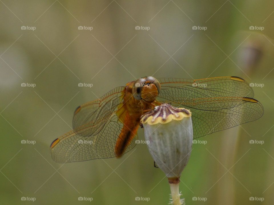 Dragonfly sitting on poppy plant 