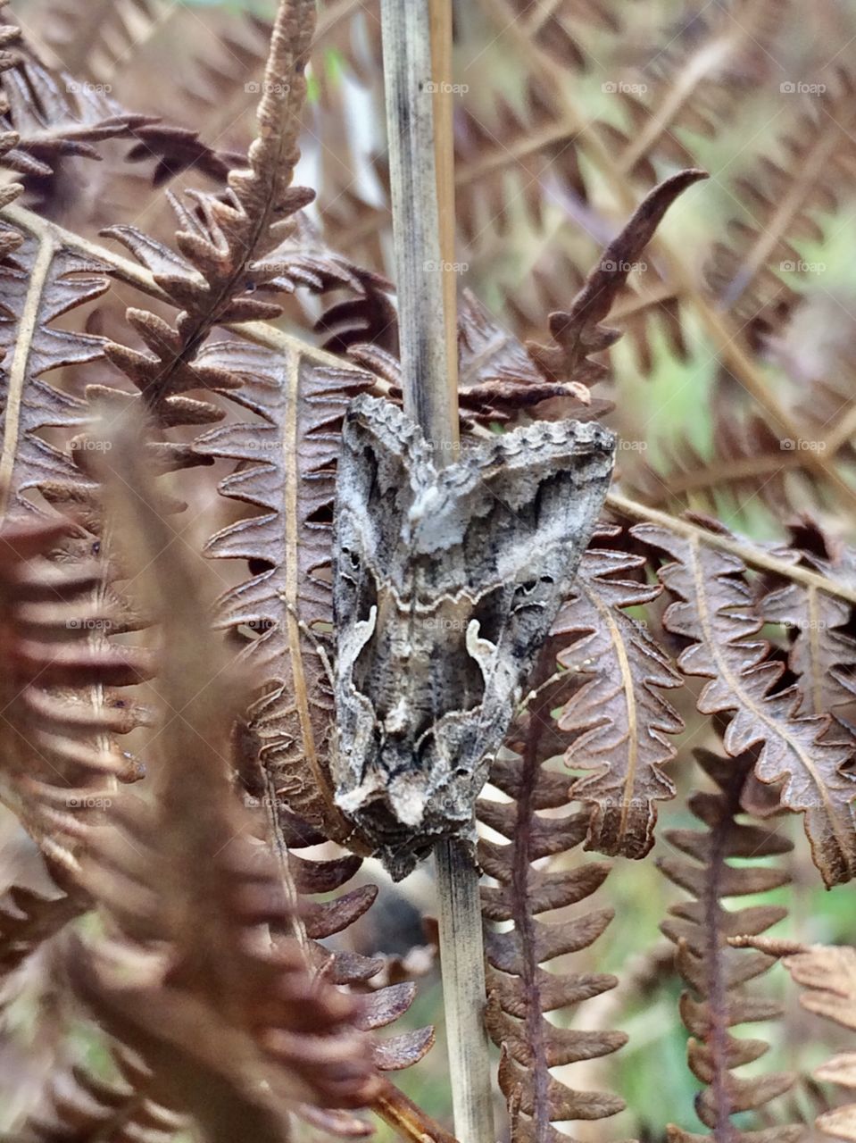 African masq butterfly 