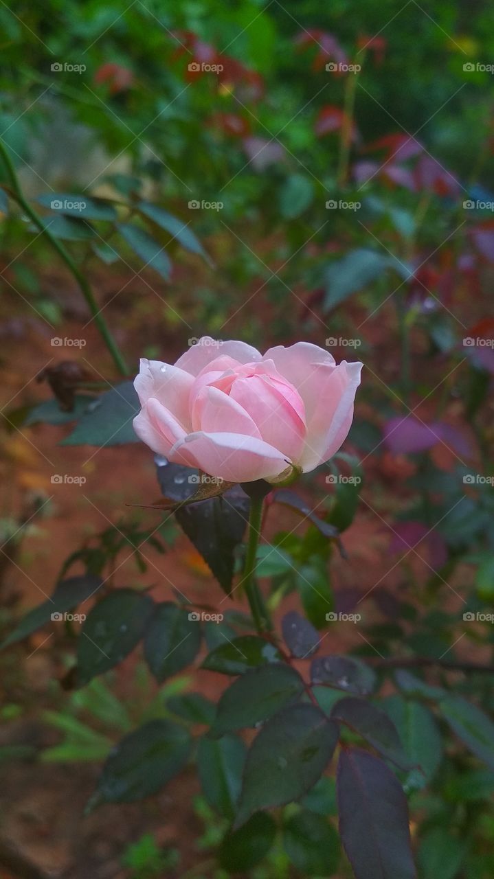 Flower, Rose