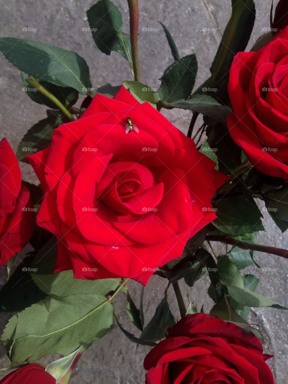 Beautiful red rose 