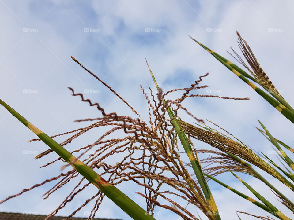 Blooming grass