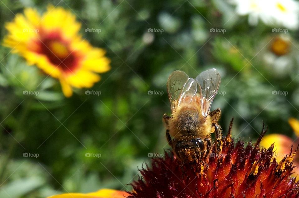 Nature, Bee, Flower, Insect, Flora