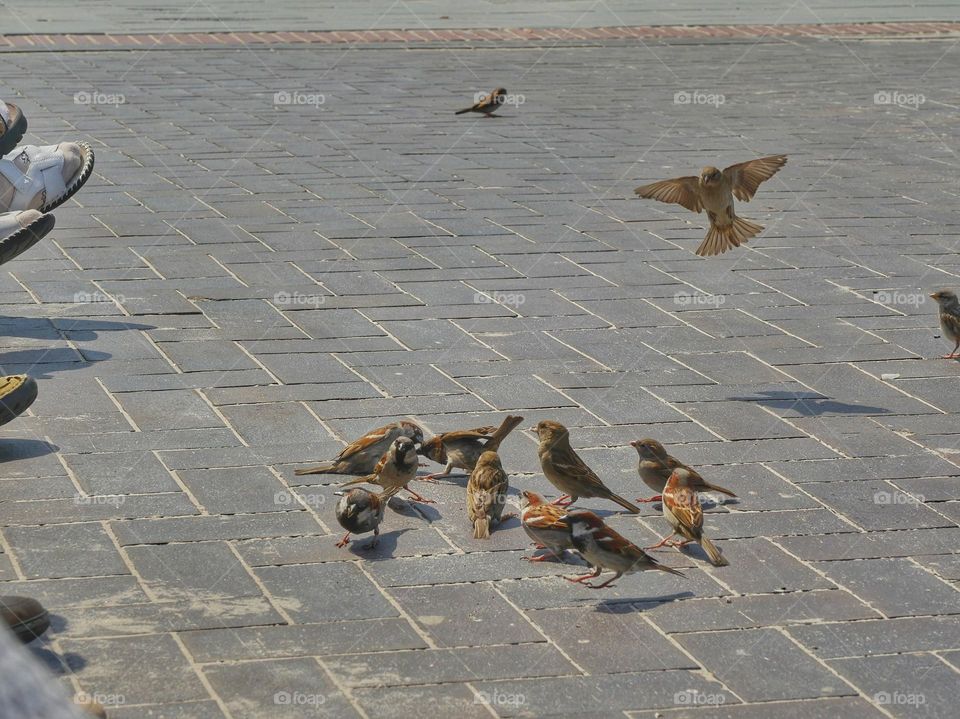 Sparrows are looking for food