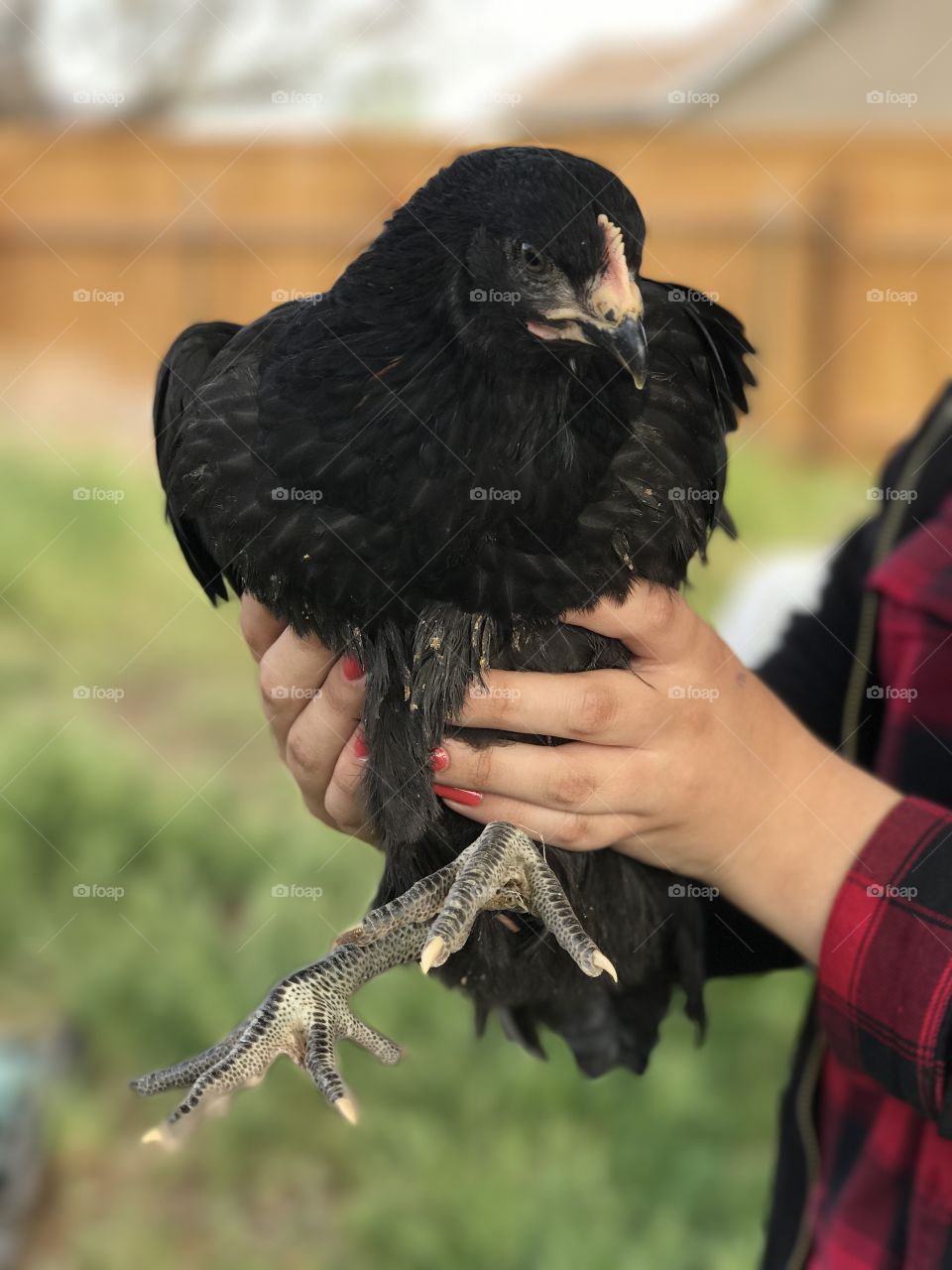 Our chickens are growing up. 