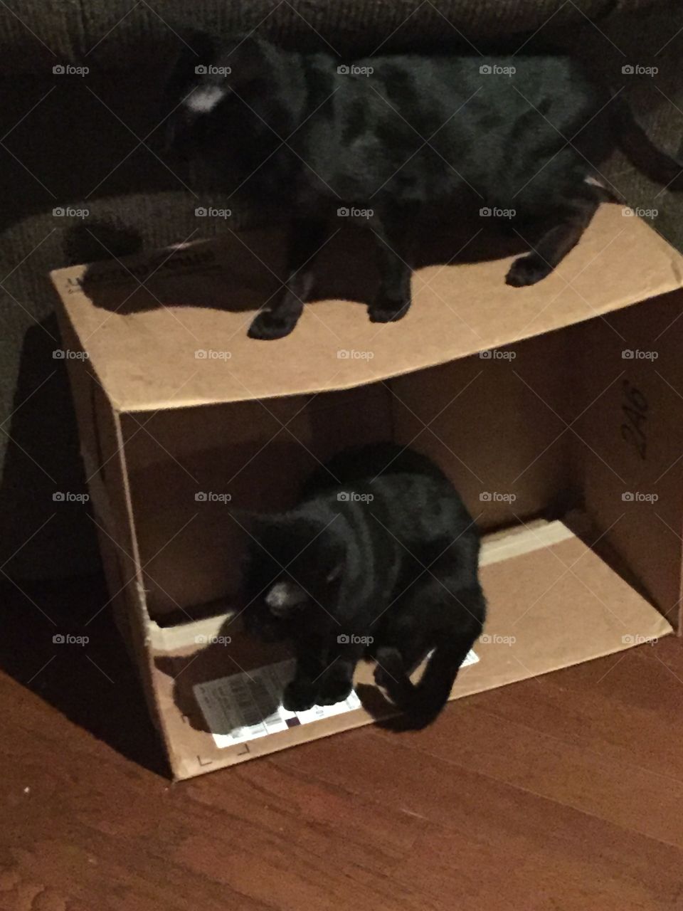 Kitties love boxes
