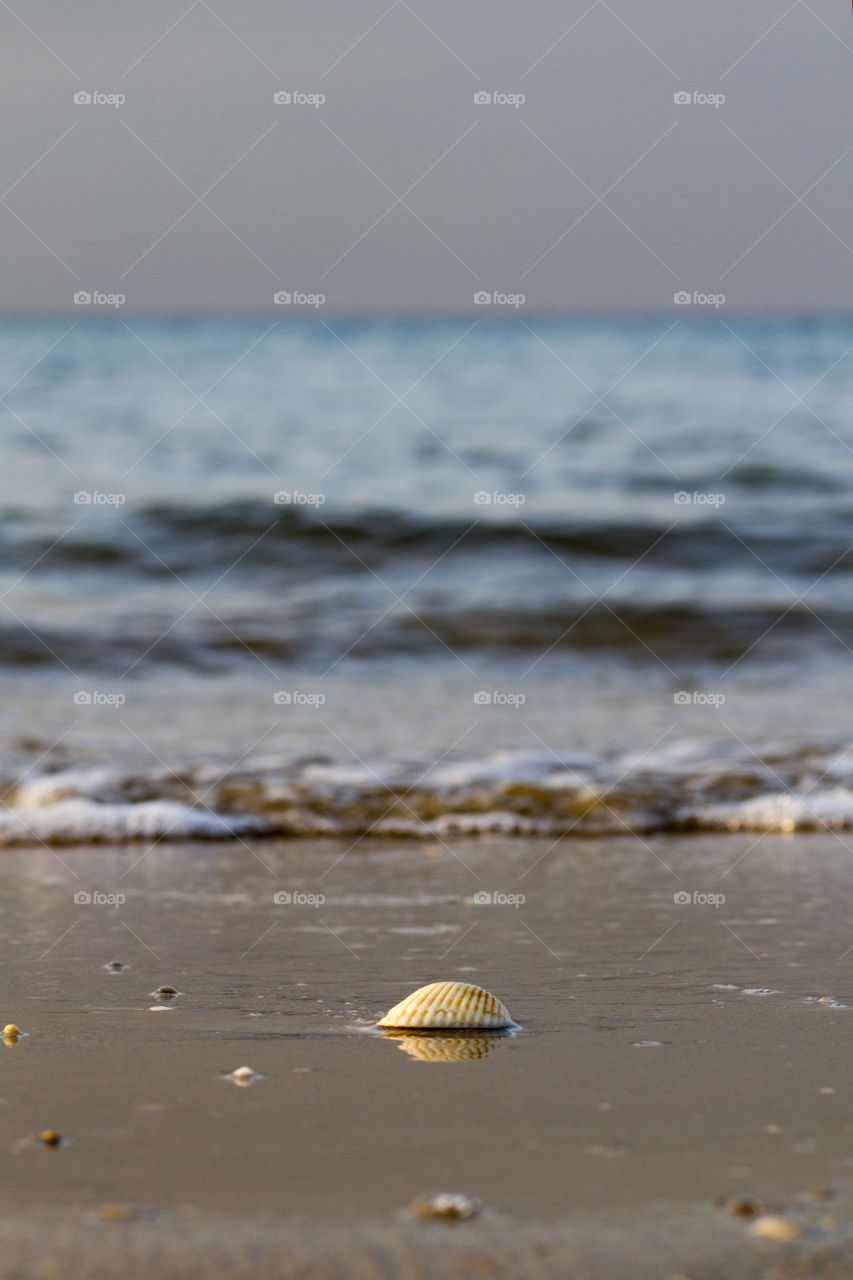 beautiful single sea shell on a peaceful tropical beach as waves softly lap the sea shore in Queensland, Australia