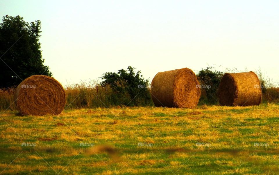 golden haystacks