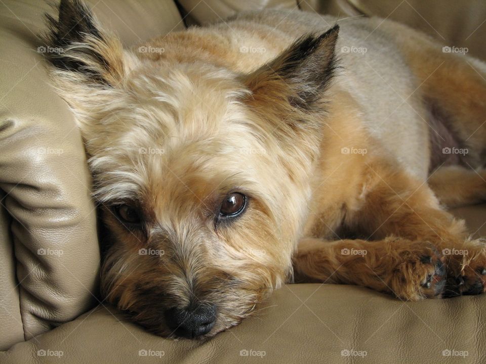 Sophie. Our cairn terrier, Sophie