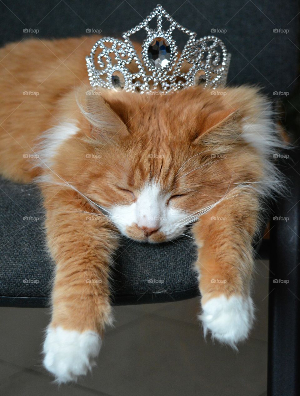 cat pet with silver crown sleep