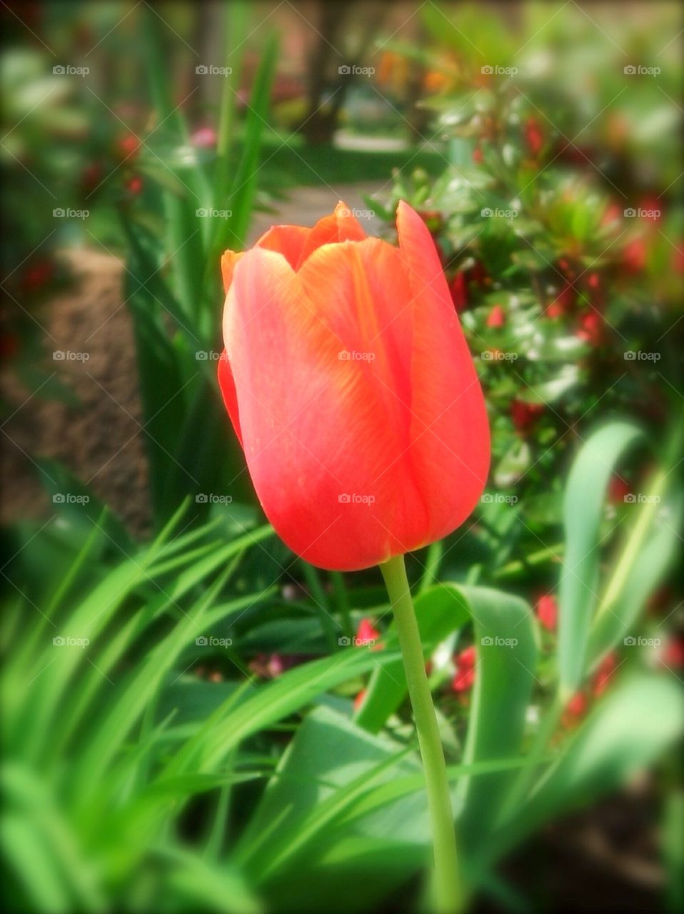 Tulip 