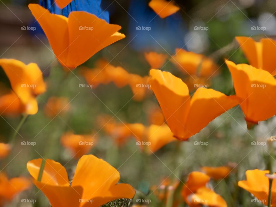 Foap Mission The world Of Macro Photography! Beautiful Bright Orange Field California Poppies Macro Shot!