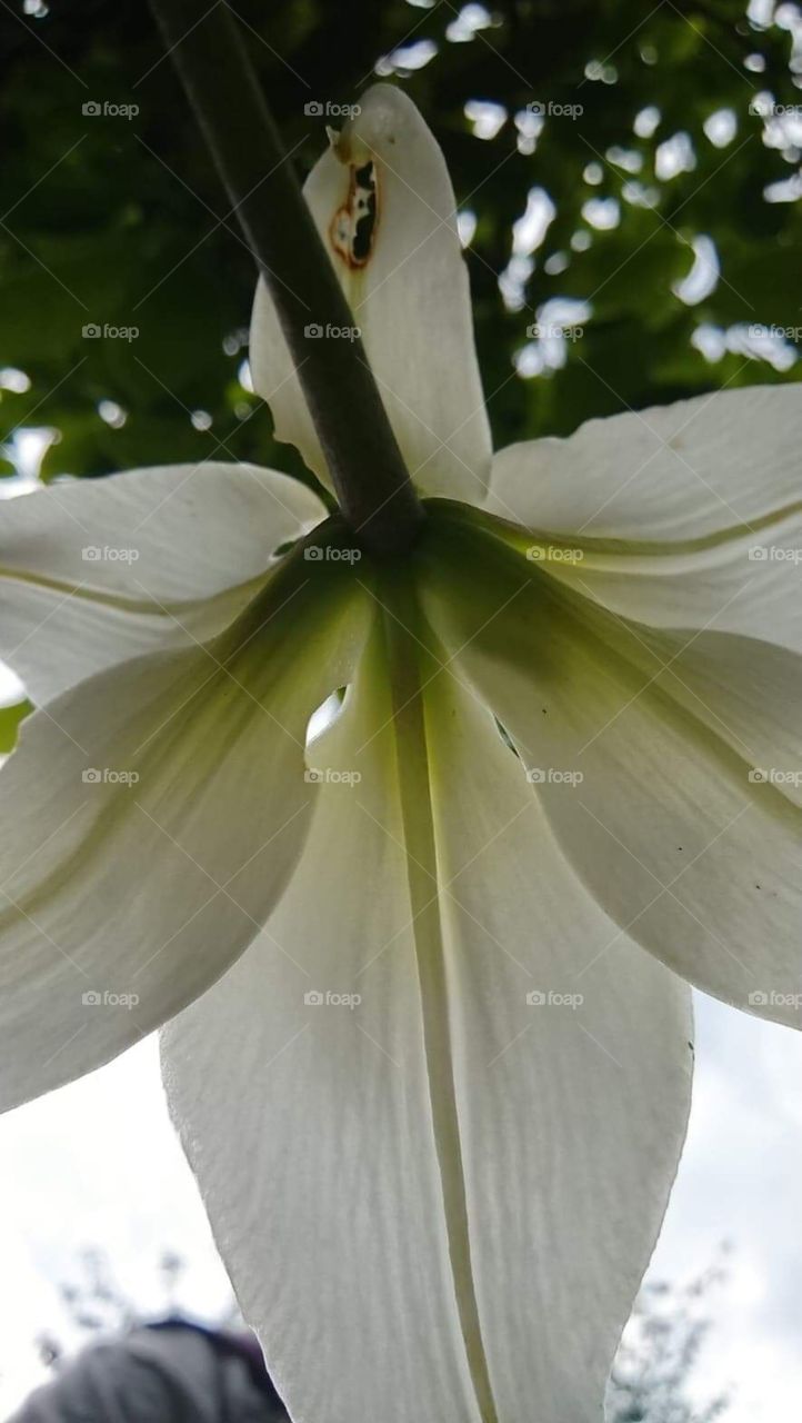 White lily under 
