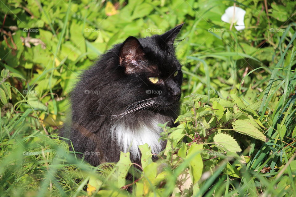 Portrait of black cat in the grass