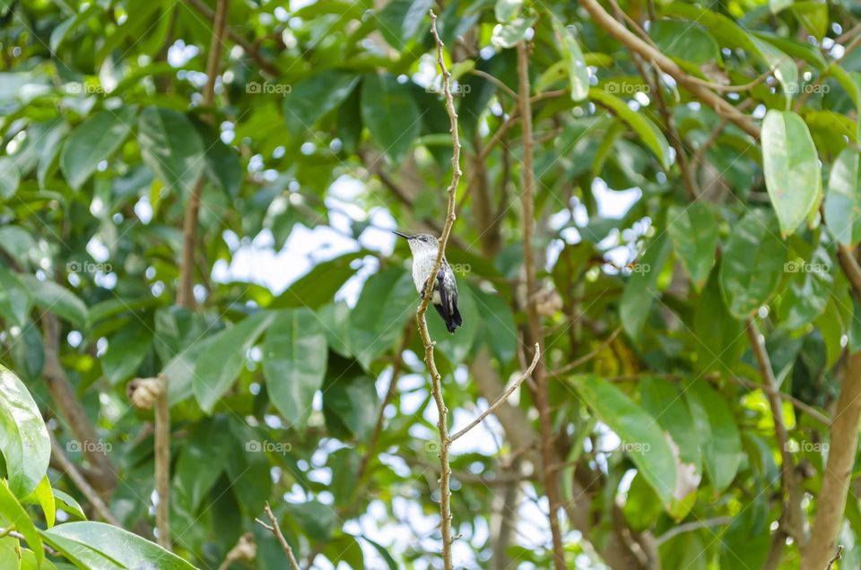 Doctor Bird In Soursop Tree