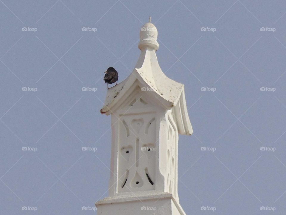Chimney from Portugal with a blackbird 