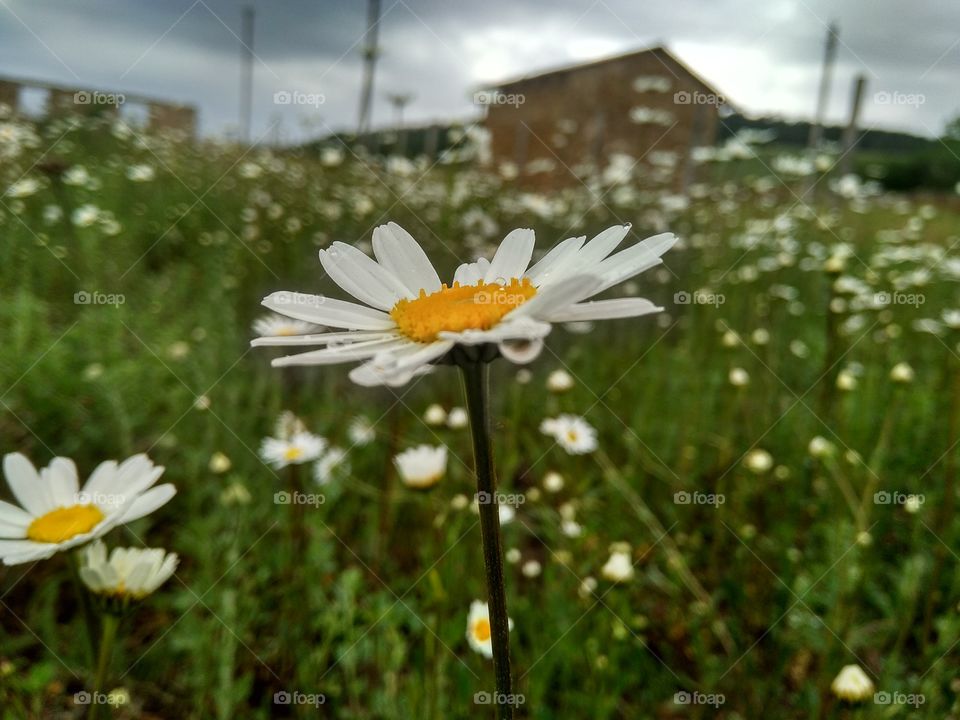 meadow where wild daisies chamomile