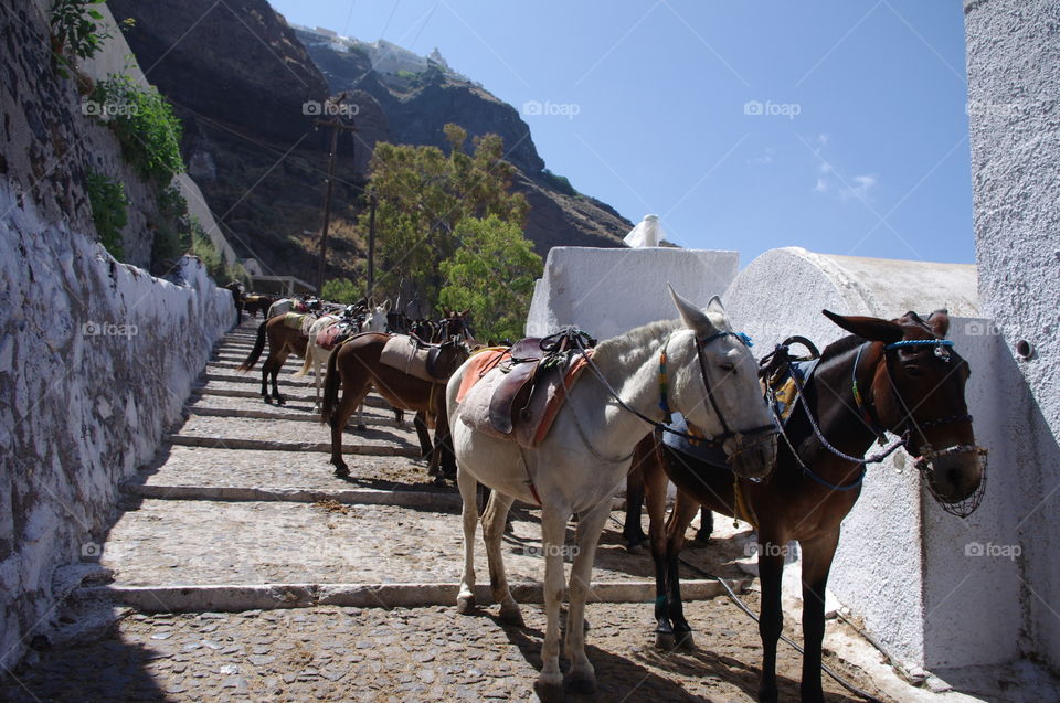 Donkeys in Greece 