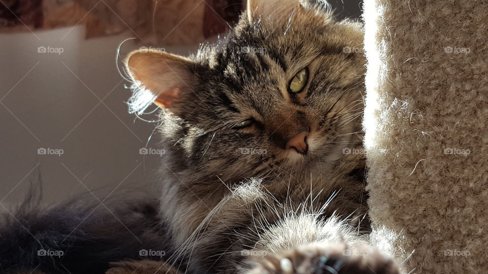 Maine coon