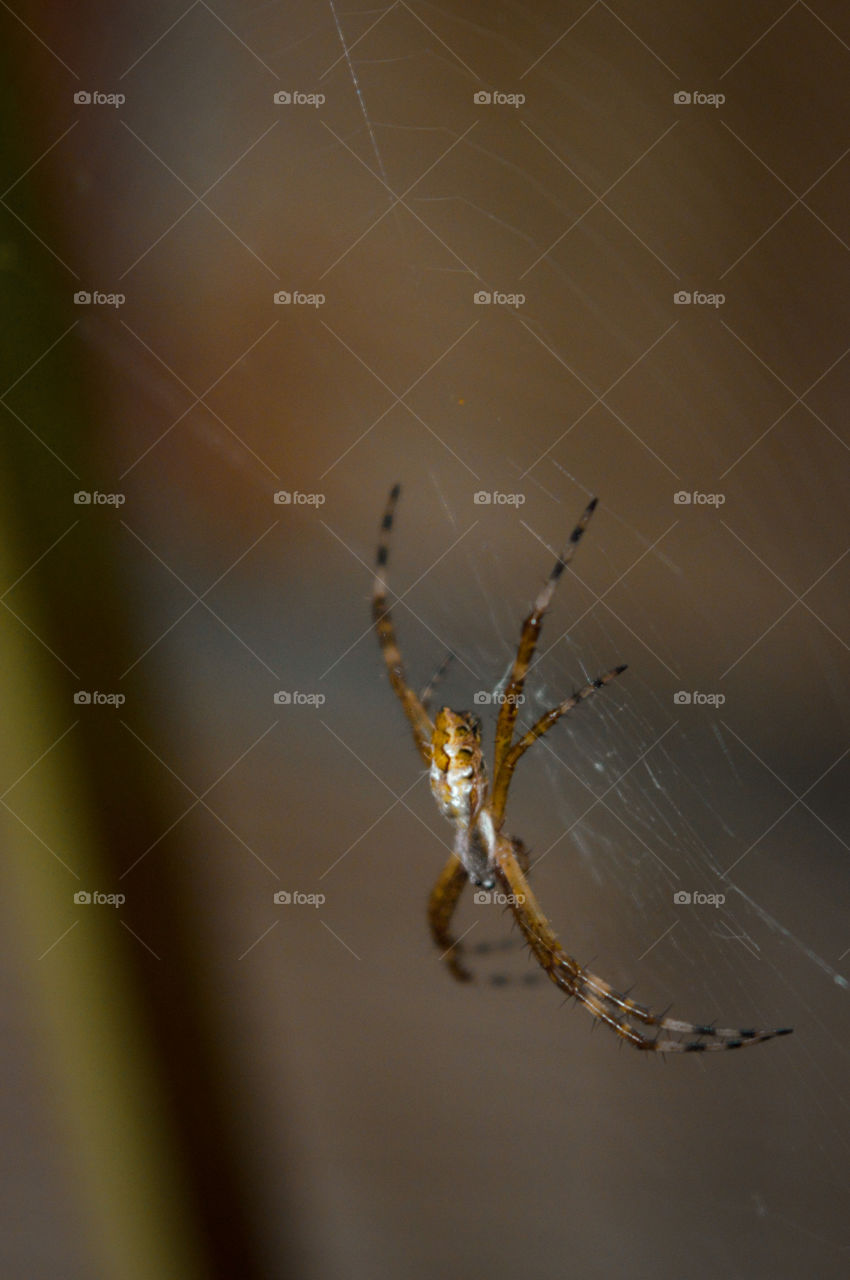 a beautiful spider in its web, waiting for the next meal